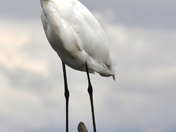 Bombay Hook National Wildlife Refuge