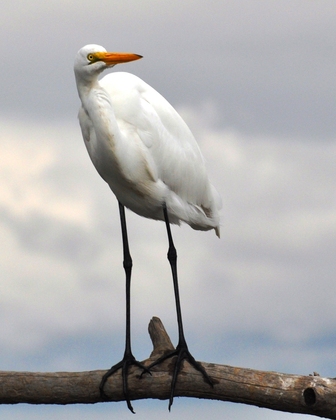 Bombay Hook National Wildlife Refuge