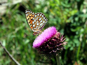 Rocky Mountain National Park