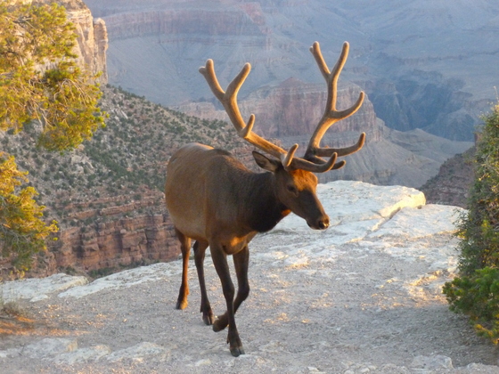 Grand Canyon National Park