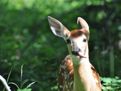 GLACIER NATIONAL PARK
