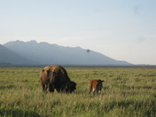 Grand Teton National Park
