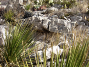 Guadalupe Mountains National Park
