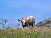 Wichita Mountain National Wildlife Refuge