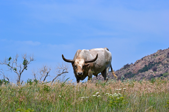 Wichita Mountain National Wildlife Refuge