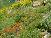 Wasatch-Cache National Forest