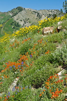 Wasatch-Cache National Forest