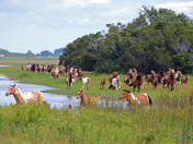 Chincoteague National Wildlife Refuge