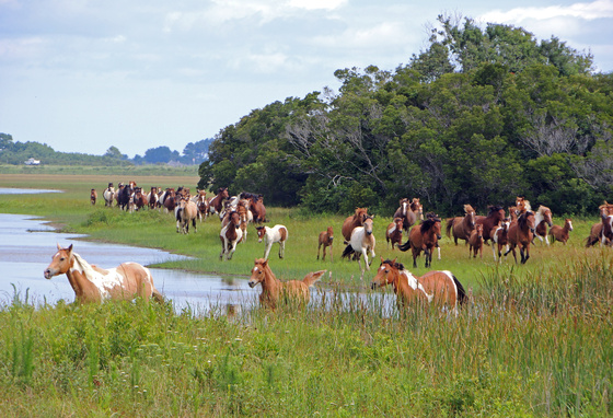 Chincoteague National Wildlife Refuge