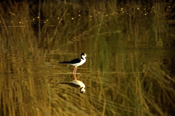 Bear River Migatory Bird Rufuge