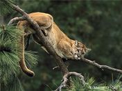 Cougar in Pondorosa Pine