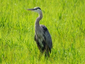 Bombay Hook National Wildlife Refuge