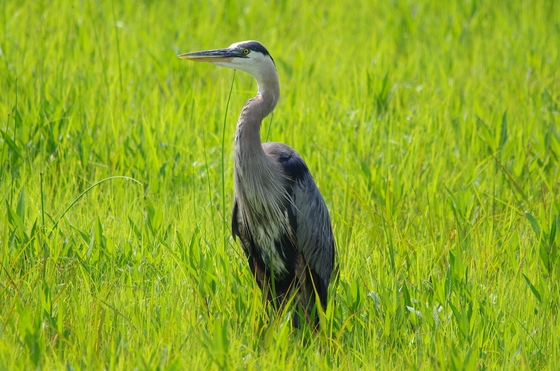 Bombay Hook National Wildlife Refuge