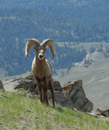 Yellowstone National Park
