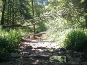 Angeles National Forest