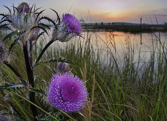 St. Marks National Wildlife Refuge