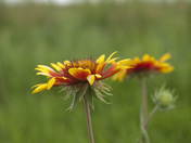 Audubon National Wildlife Refuge
