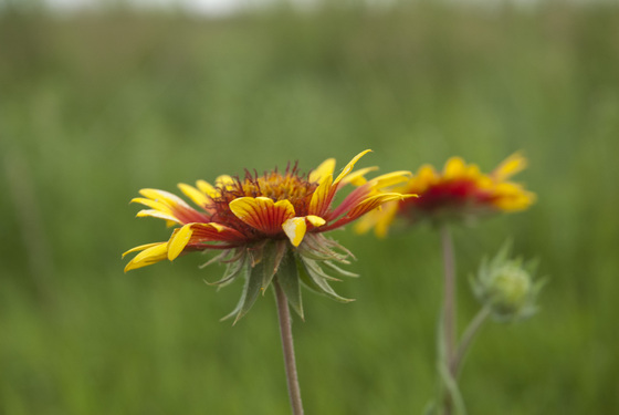 Audubon National Wildlife Refuge