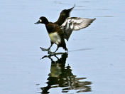 St. Marks National Wildlife Refuge, Florida