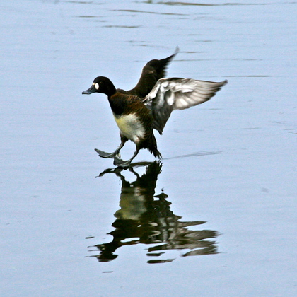 St. Marks National Wildlife Refuge, Florida