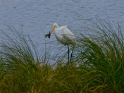 St. Marks National Wildlife Refuge, Florida