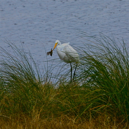 St. Marks National Wildlife Refuge, Florida