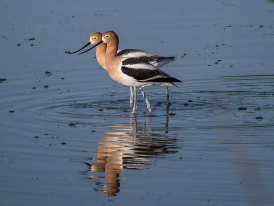 Bombay Hook NWR
