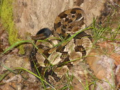 Daniel Boone National Forest