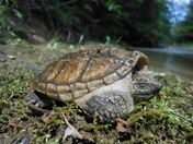 Daniel Boone National Forest