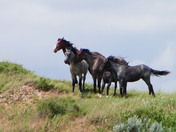Theodore Roosevelt National Park