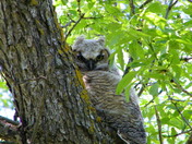 Buffalo Gap / Dakota Prairie Grasslands