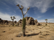 Joshua tree National Park