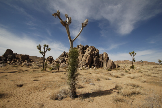 Joshua tree National Park