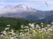 Mt. St. Helens 
