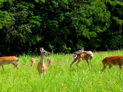 Chickamauga and Chattanooga National Military Park