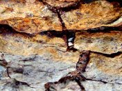 Grand Canyon National Park