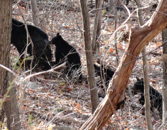 Shenandoah National Park