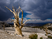 Ancient Bristlecone Pine Forest, Inyo National Forest