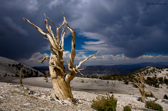 Ancient Bristlecone Pine Forest, Inyo National Forest