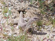 Joshua Tree National Park