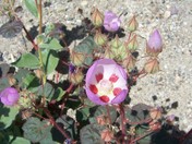 Death Valley National Park