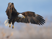 Bear River Bird Refuge