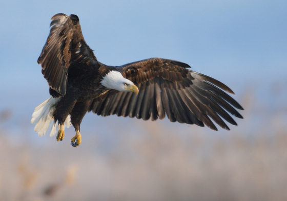 Bear River Bird Refuge