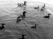 Constitution Gardens