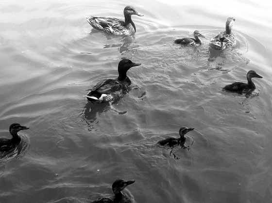 Constitution Gardens