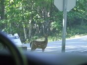 Acadia NAtional park