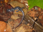 Daniel Boone National Forest