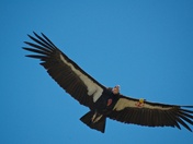 Los Padres National Forest