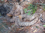 Daniel Boone National Forest