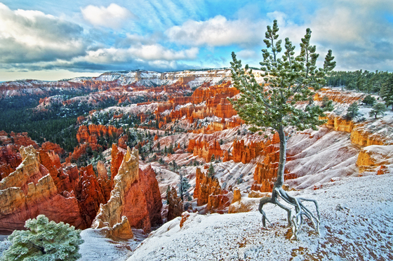 Bryce National Park